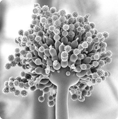 Aspergillus Niger vega test warszawa